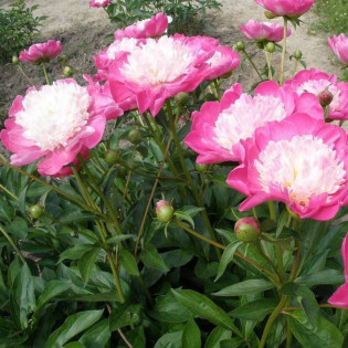 Gay Paree Paeonia Piwonia
