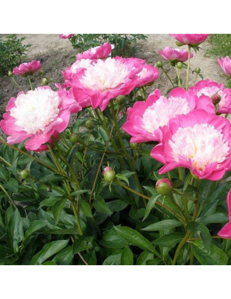 Gay Paree Paeonia Piwonia