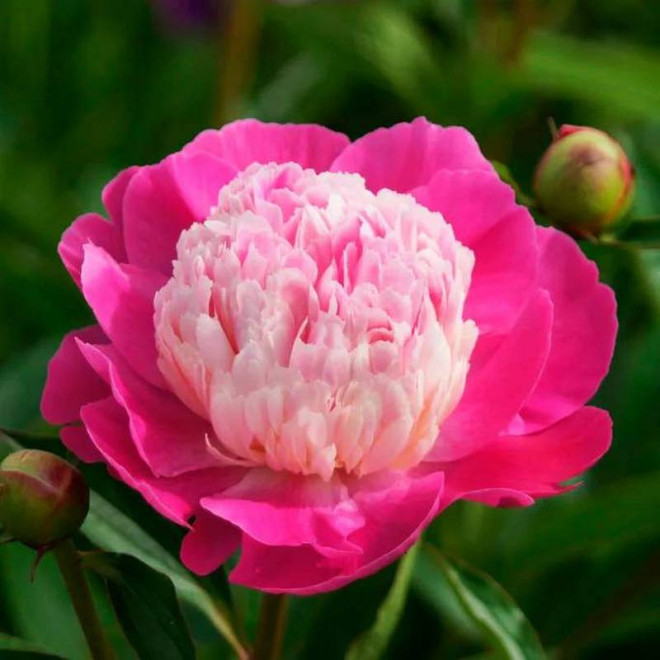 Piwonia Gay Paree Paeonia