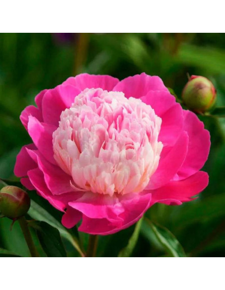 Piwonia Gay Paree Paeonia