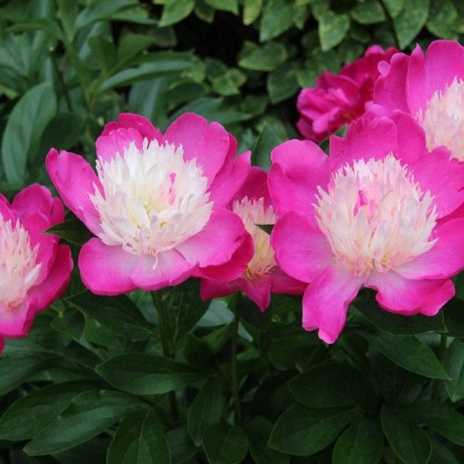 Piwonia Paeonia Gay Paree