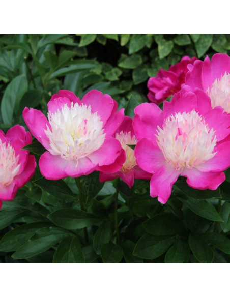 Piwonia Paeonia Gay Paree
