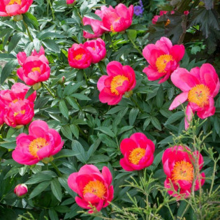 Piwonia Flame Paeonia