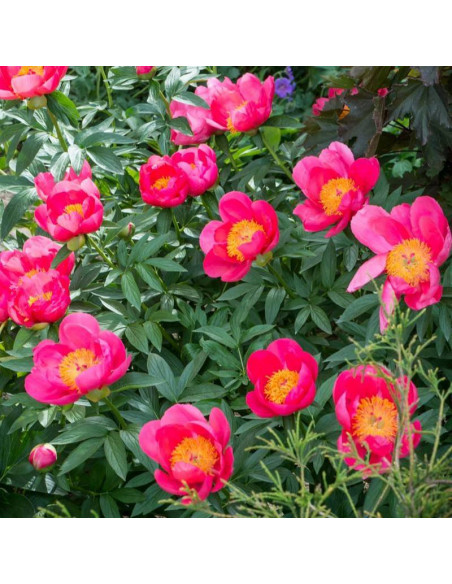 Piwonia Flame Paeonia