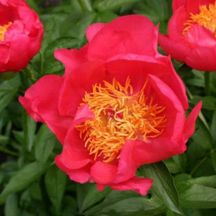 Piwonia Flame Paeonia 2