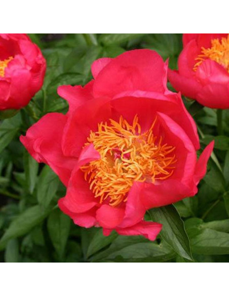 Flame Paeonia Piwonia
