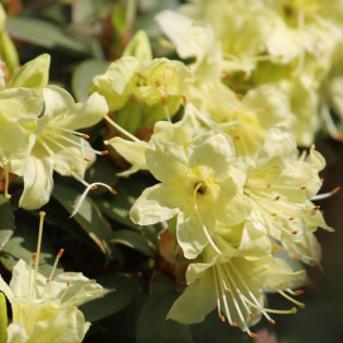 Różanecznik Princess Anne Rhododendron Keiskei
