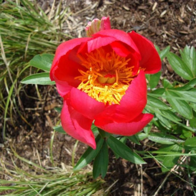 Piwonia Paeonia Flame
