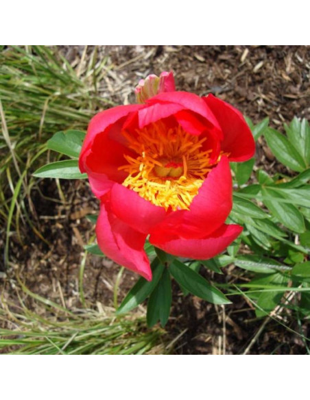 Piwonia Paeonia Flame