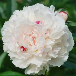 Festiva Maxima Paeonia Piwonia