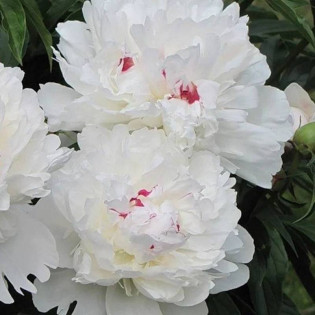 Festiva Maxima Paeonia Piwonia 2