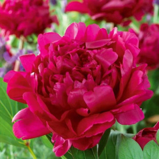 Piwonia Felix Crousse Paeonia