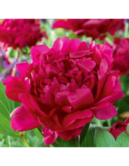 Piwonia Felix Crousse Paeonia