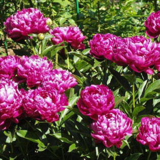 Piwonia Felix Crousse Paeonia 2