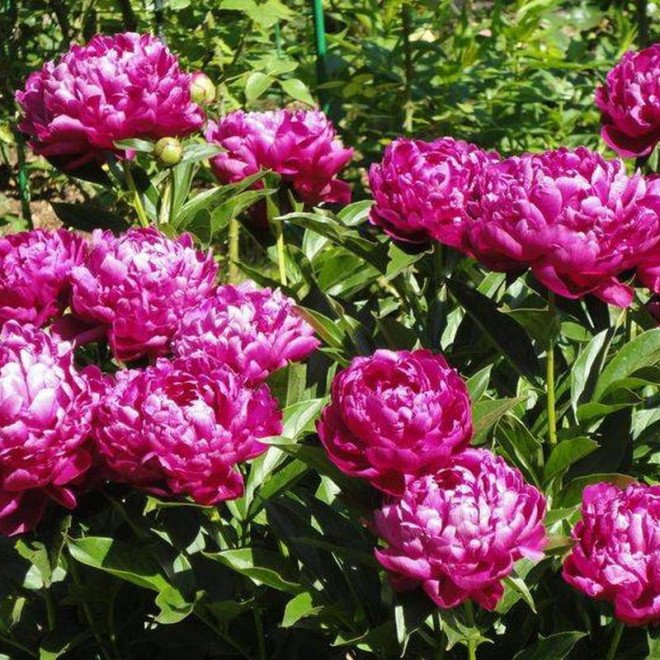 Felix Crousse Paeonia Piwonia