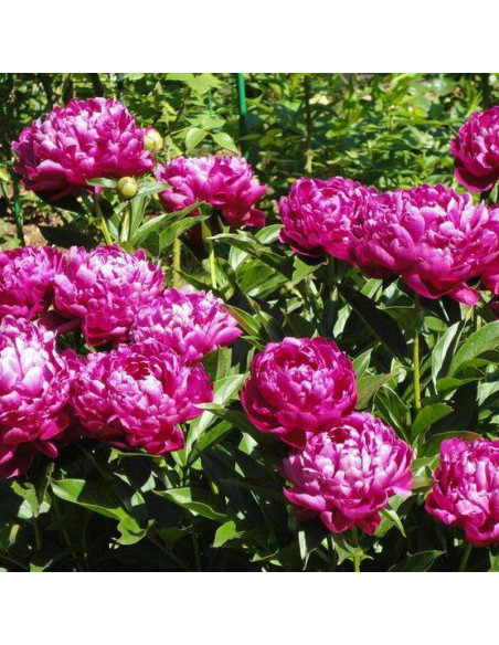 Felix Crousse Paeonia Piwonia