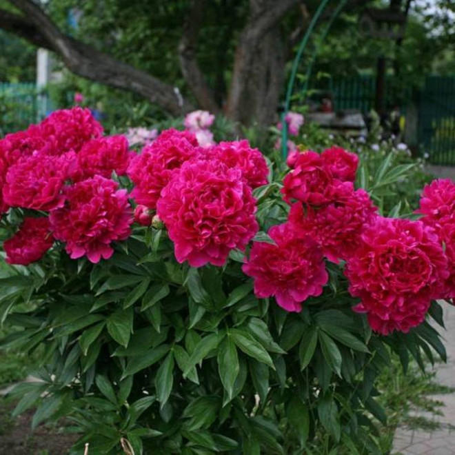 Piwonia Paeonia Felix Crousse