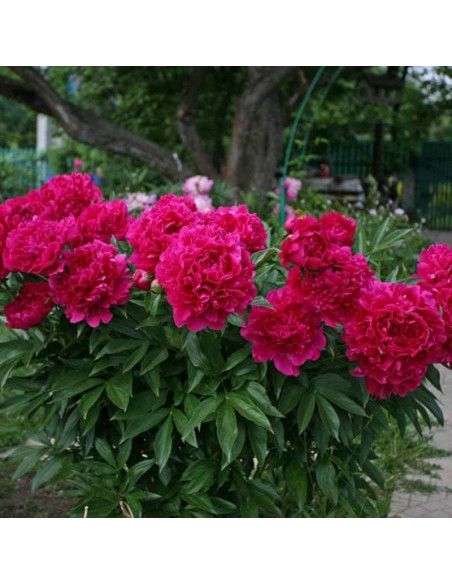 Piwonia Paeonia Felix Crousse