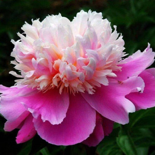 Piwonia EVENING DREAM Chun Xiao Paeonia