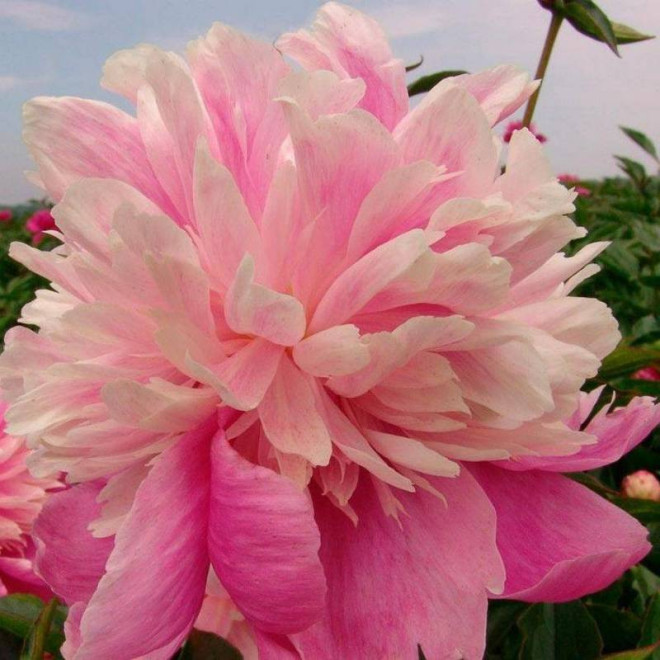 EVENING DREAM Chun Xiao Paeonia Piwonia