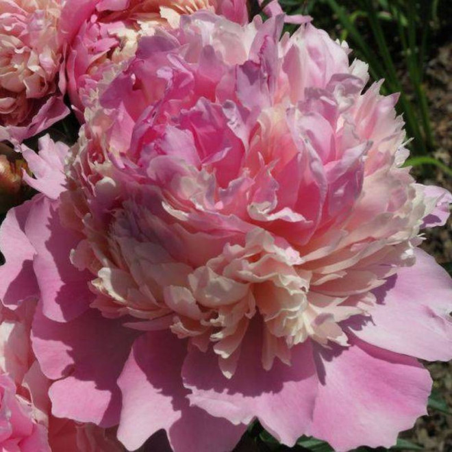 Piwonia Paeonia EVENING DREAM Chun Xiao