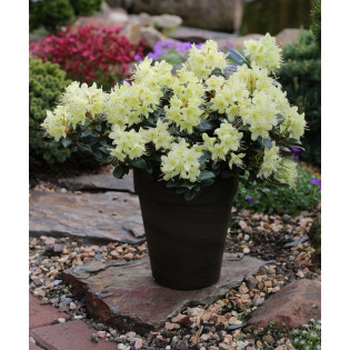 Różanecznik Princess Anne Rhododendron Keiskei 2