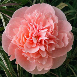 Piwonia Etched Salmon Paeonia