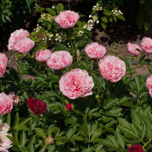 Piwonia Etched Salmon Paeonia 2