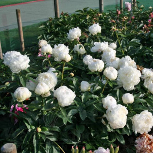 Elsa Sass Paeonia Piwonia