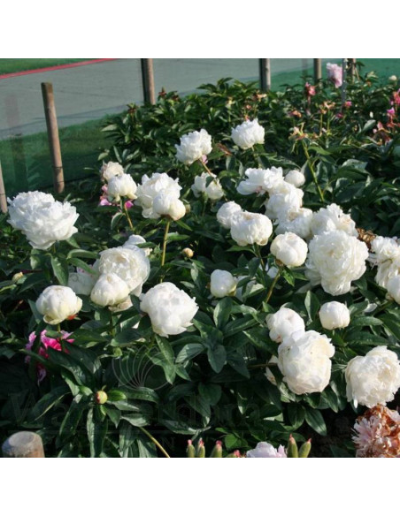 Elsa Sass Paeonia Piwonia