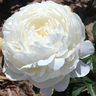 Elsa Sass Paeonia Piwonia 2