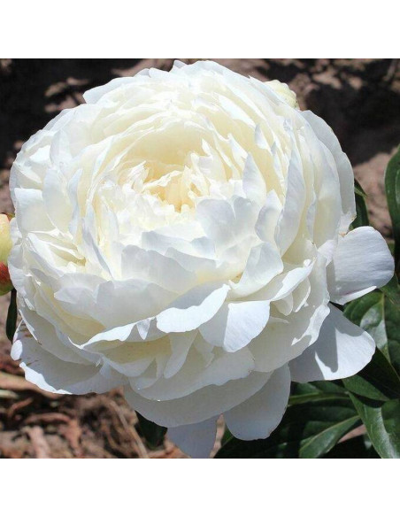 Piwonia Elsa Sass Paeonia