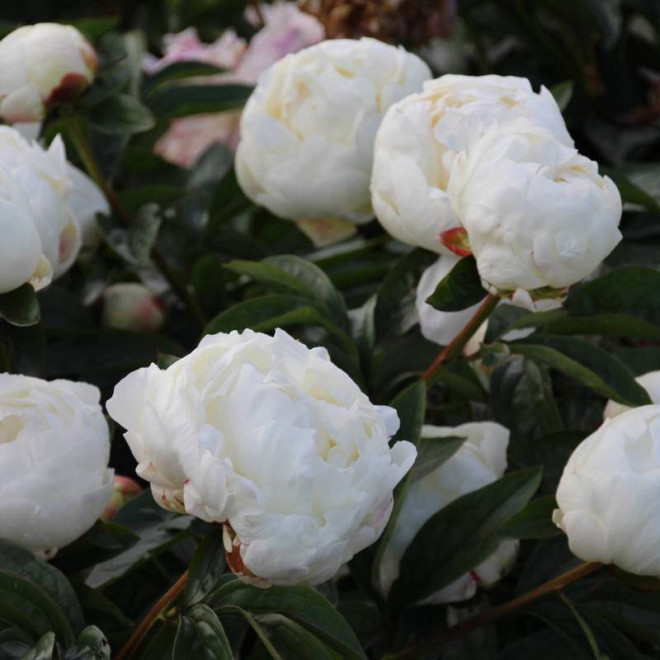 Piwonia Paeonia Elsa Sass