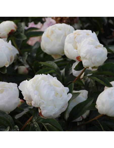 Piwonia Paeonia Elsa Sass