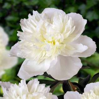 Piwonia Duchesse De Nemours Paeonia