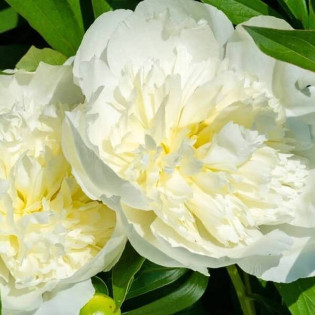 Piwonia Duchesse De Nemours Paeonia 2