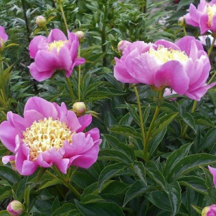 Doreen Paeonia Piwonia