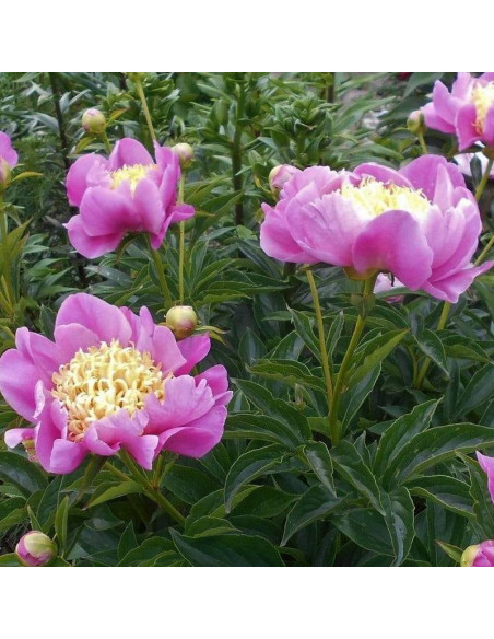 Doreen Paeonia Piwonia