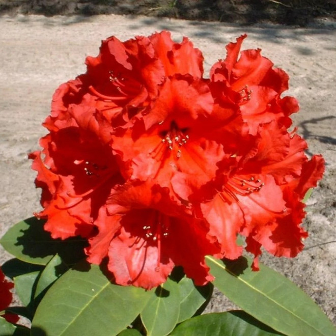 Rhododendron Różanecznik Red Jack