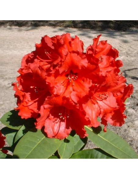 Rhododendron Różanecznik Red Jack