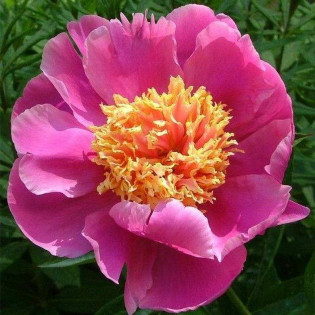 Doreen Paeonia Piwonia 2