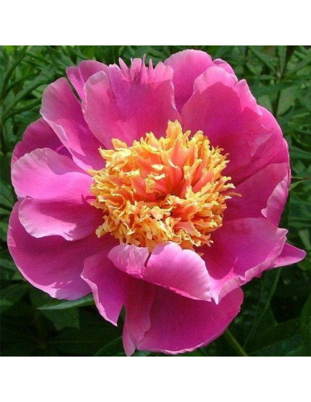 Piwonia Doreen Paeonia