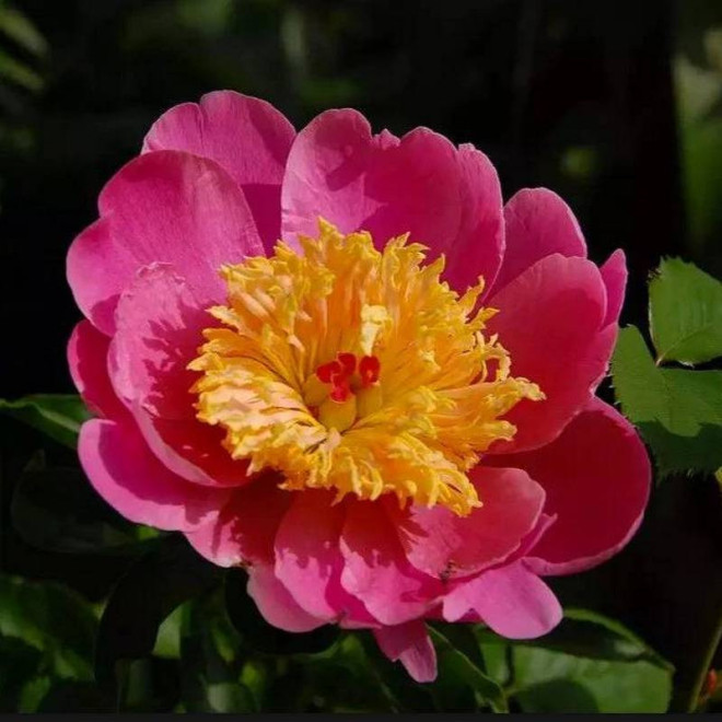 Piwonia Paeonia Doreen