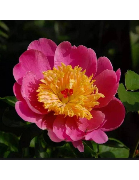 Piwonia Paeonia Doreen