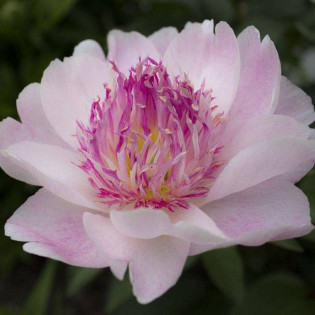 Piwonia Do Tell Paeonia