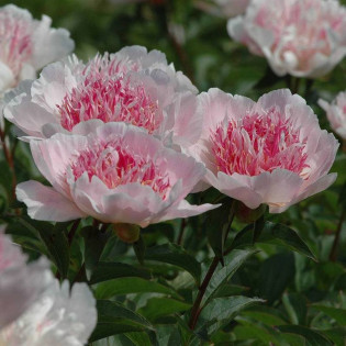 Piwonia Do Tell Paeonia 2