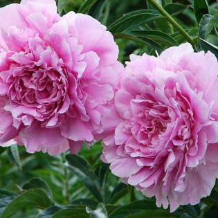 Piwonia Dinner Plate Paeonia