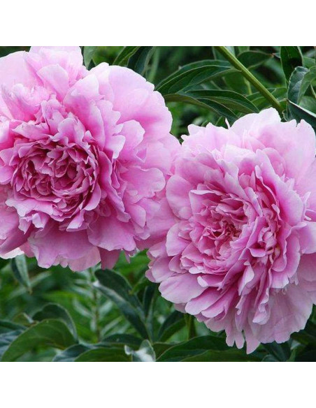 Piwonia Dinner Plate Paeonia