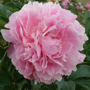 Piwonia Dinner Plate Paeonia 2