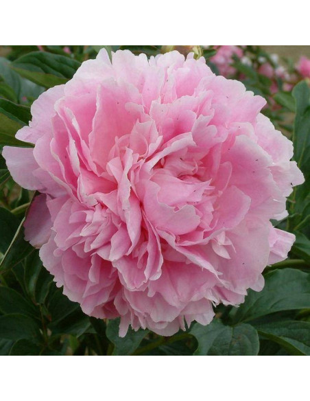 Dinner Plate Paeonia Piwonia